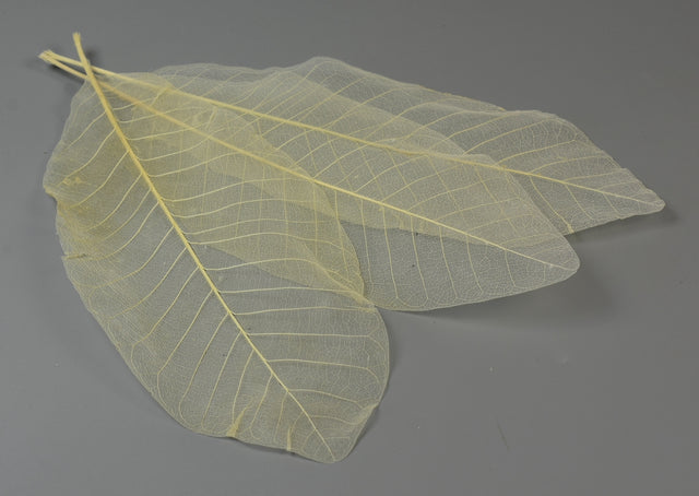 Image for Frunze voal XXL inalbit