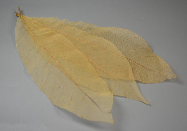 Image for Frunze voal XXL natur