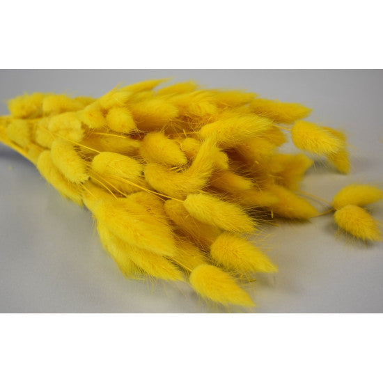 Lagurus 50gr inalbit galben