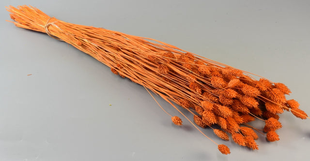 Image for Tallaris inalbit portocaliu