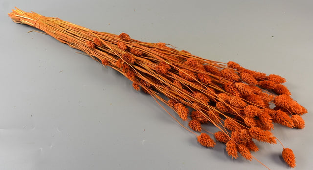 Image for Tallaris 100gr portocaliu