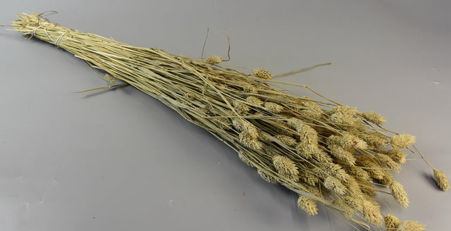 Image for Tallaris natur