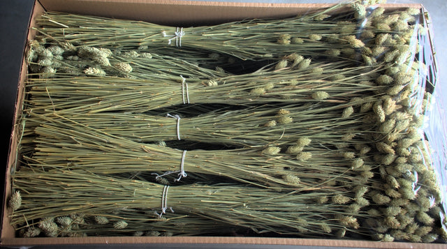 Image for Tallaris 100gr natur