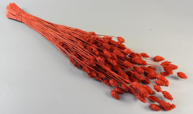 Image for Tallaris rosu