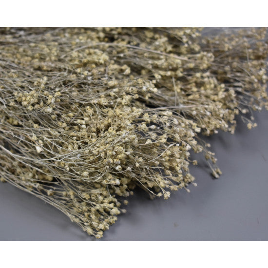 Broom Bloom 100gr vopsit alb