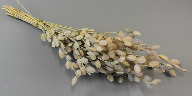 Image for Fibigia natur