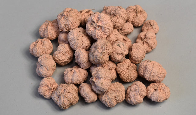 Image for Usturoi vopsit piersica