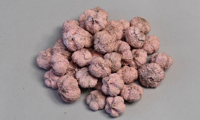 Image for Usturoi vopsit roz