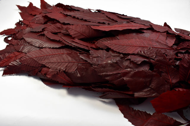 Image for Ramura de castan prep.rosu