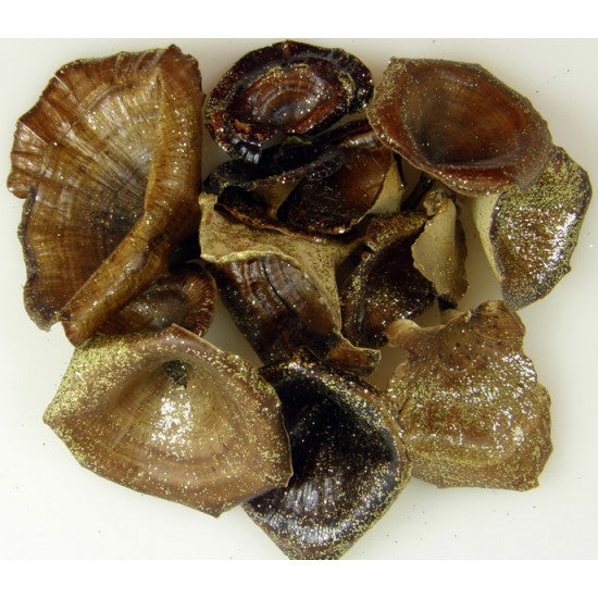 Ciuperci mixt natur cu glitter