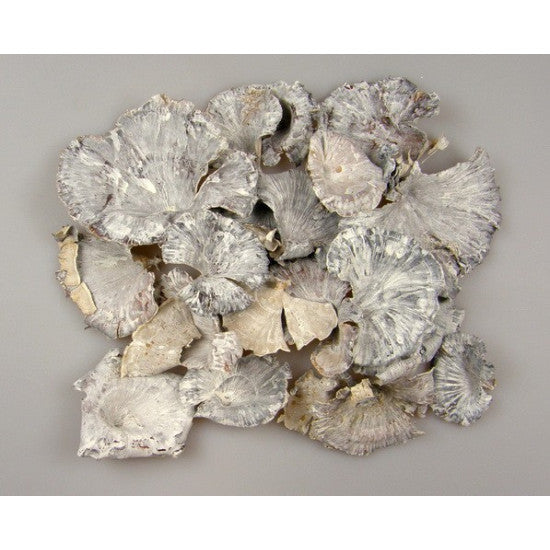 Ciuperci mixte natur cu chiciura