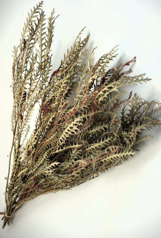 Image for Grevillea Ivanhoe 50-60cm crem