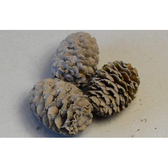 Meridianum vopsit gri