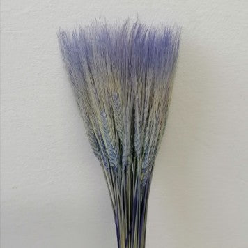 Grau cu spic lung mov deschis