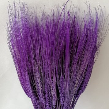 Grau cu spic lung mov inchis