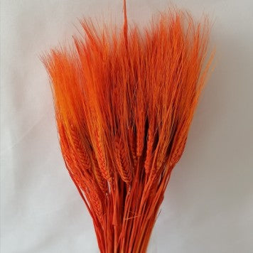 Grau cu spic lung portocaliu