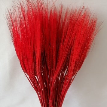 Grau cu spic lung rosu