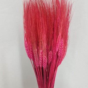 Grau cu spic lung roz inchis