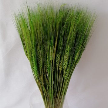 Grau cu spic lung verde deschis