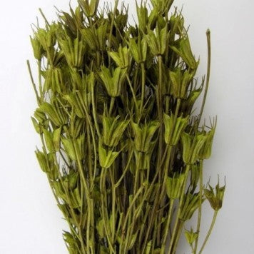 Nigella verde deschis