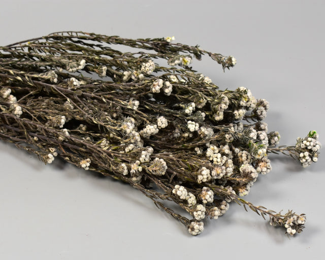 Image for Creanga bumbac benge prep. alb