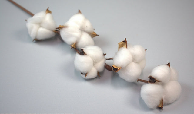 Image for Creanga flori de bumbac 55cm natur