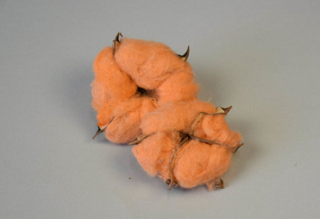 Image for Flori de bumbac piersica