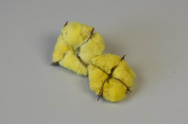 Image for Flori de bumbac galben