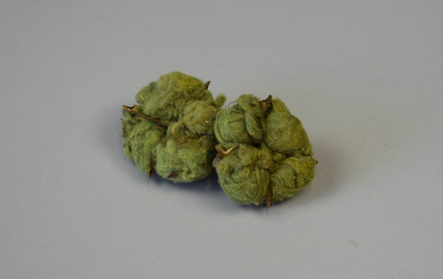 Image for Flori de bumbac verde deschis