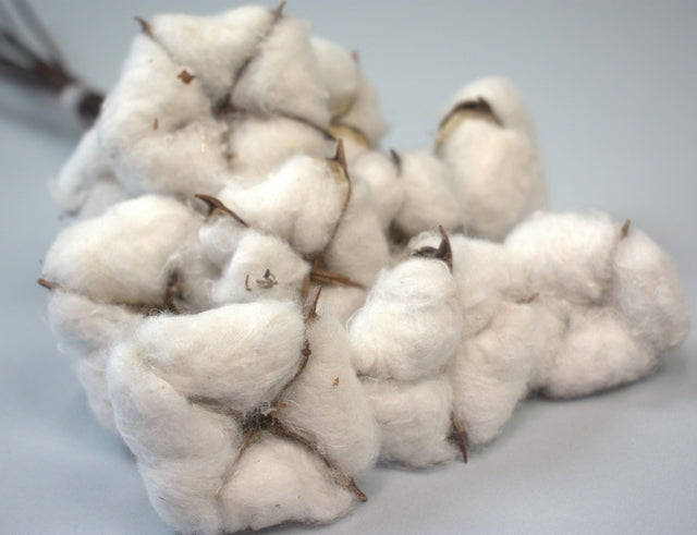 Image for Creanga bumbac lemn S/10