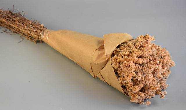 Image for Limonium 80gr piersica