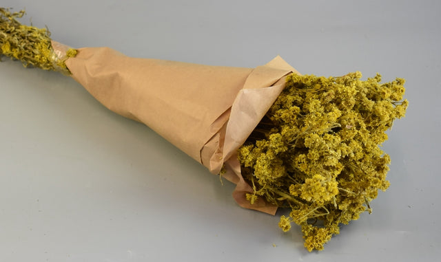 Image for Limonium 80gr galben