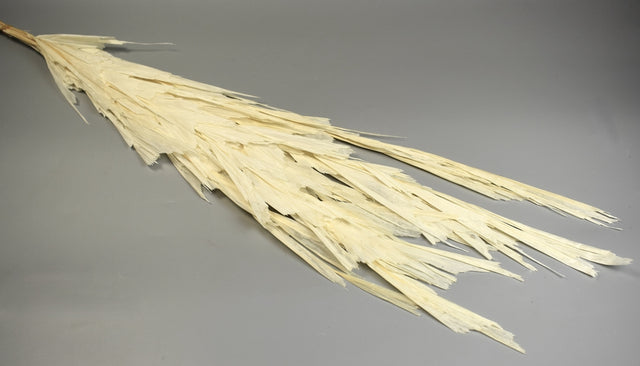 Image for Frunza palmier inalbit S/10