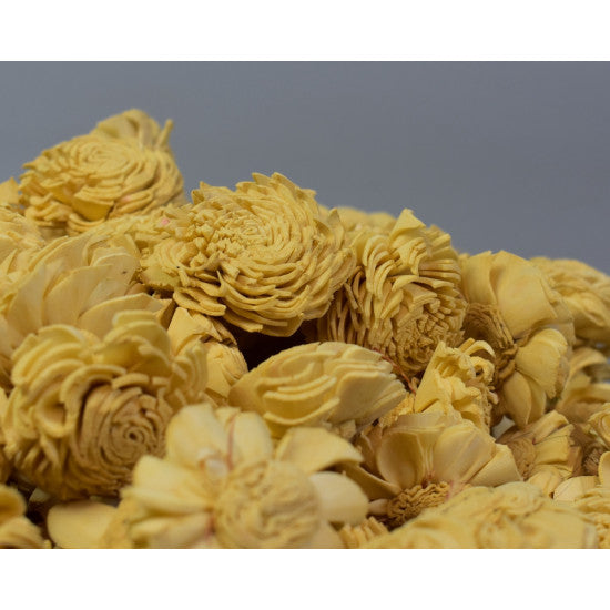 Cap anemone ming 4 cm preparat nisipiu (set 150 buc.)