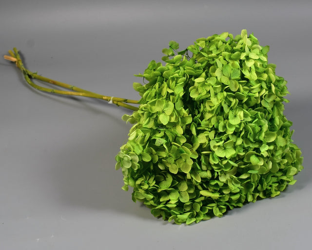 Image for Hortensie 18-23cm prep. verde deschis