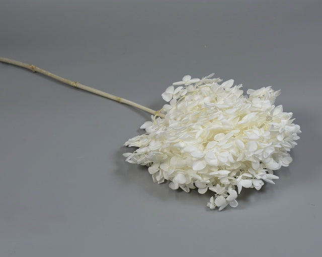 Image for Hortensie tip Tower 18-23cm prep.inalbit