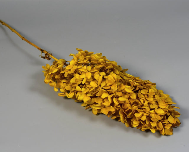 Image for Hortensie tip Tower 18-23cm prep. oliv