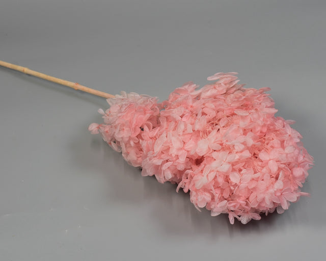 Image for Hortensie tip Tower 18-23cm prep.roz