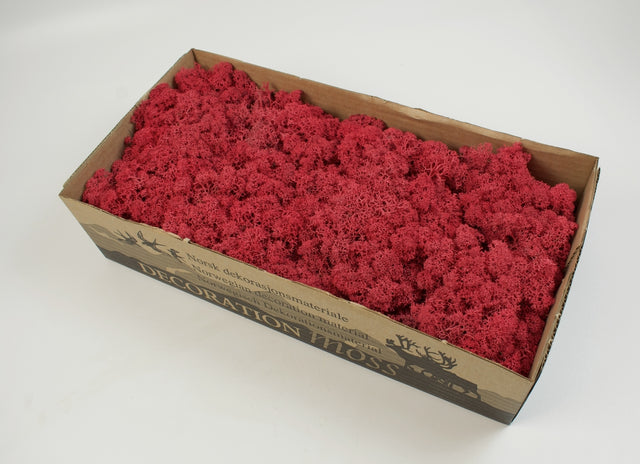 Image for Muschi islanda 500gr rosu