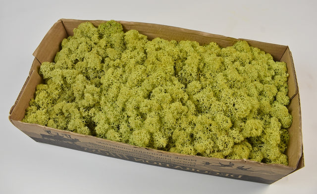 Image for Muschi islanda 500g verde pal