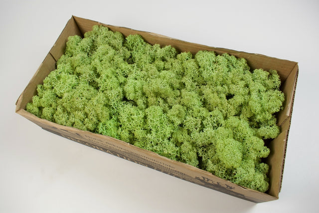 Image for Muschi islanda 500gr verde cenusiu