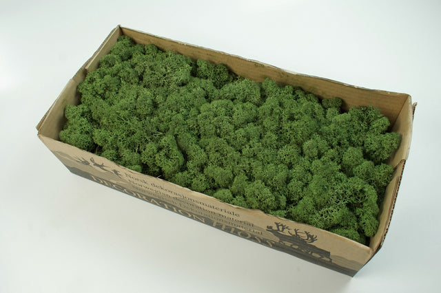 Image for Muschi islanda 500gr verde muschi