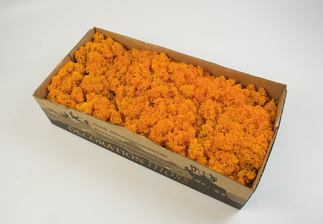 Image for Muschi islanda 500gr portocaliu