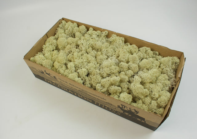 Image for Muschi Islanda 500gr natur