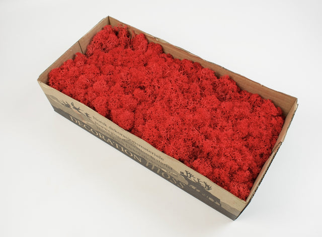 Image for Muschi Islanda 500gr rosu