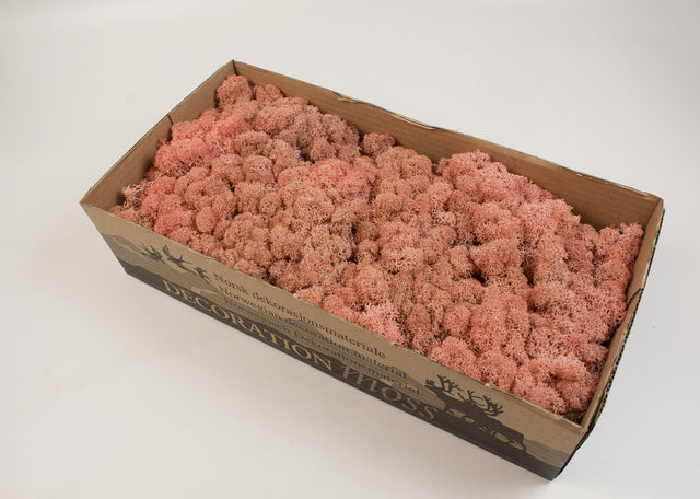 Image for Muschi islanda 500g roz