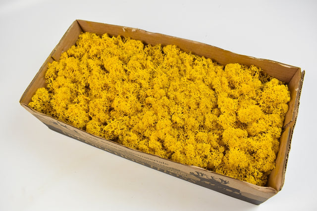 Image for Muschi Islanda 500gr galben