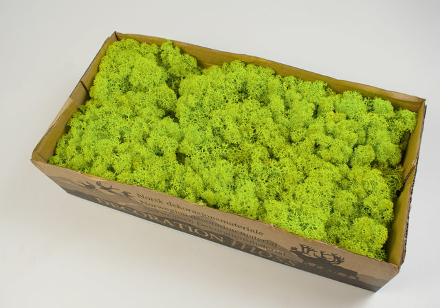 Image for Muschi Islanda 500g verde deschis