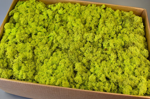 Image for Muschi islanda 5kg verde deschis