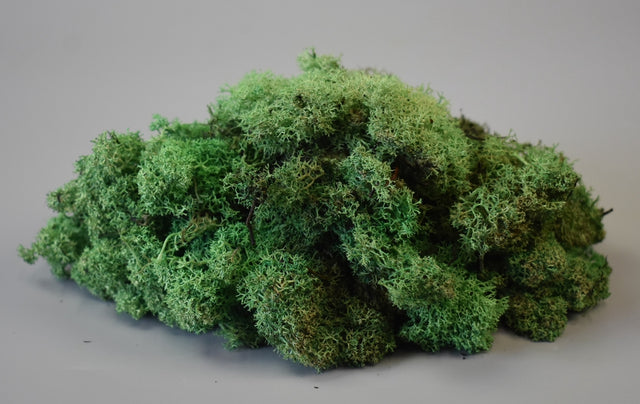 Image for Muschi islanda 300gr verde deschis